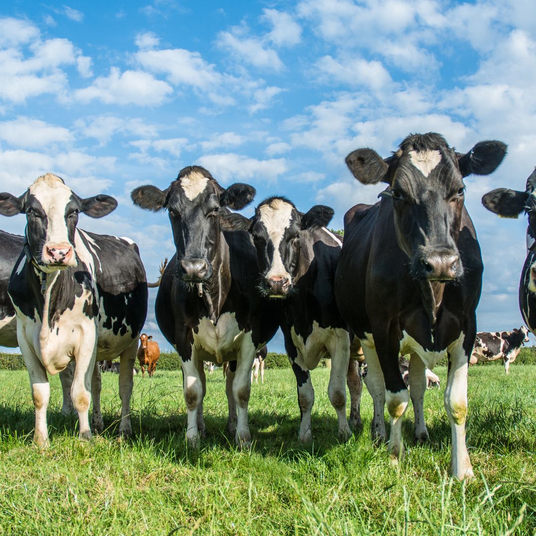 dairy cows in a row